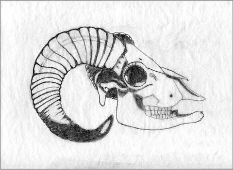 Dad's Drawing of a Doll Sheep Skull - North-West Expeditions