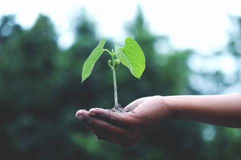 Hand holding tree sapling