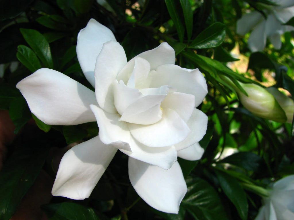 How to grow Gardenias | Eden Gardens