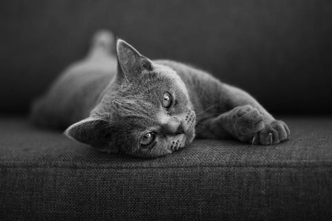 cat lounging on the sofa