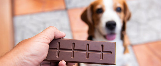 are dogs allowed to have chocolate