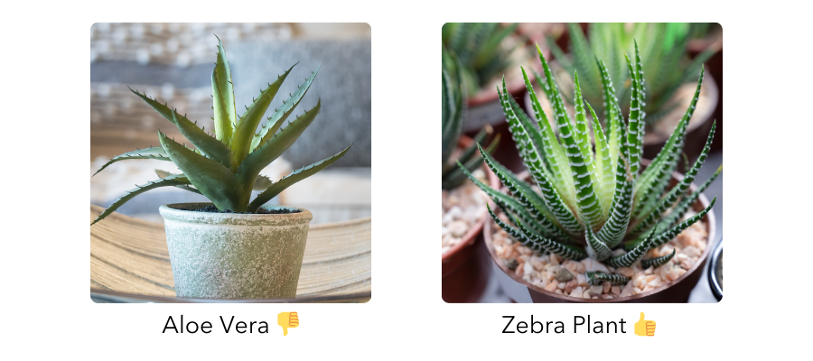 Comparison of Aloe and Zebra Plant