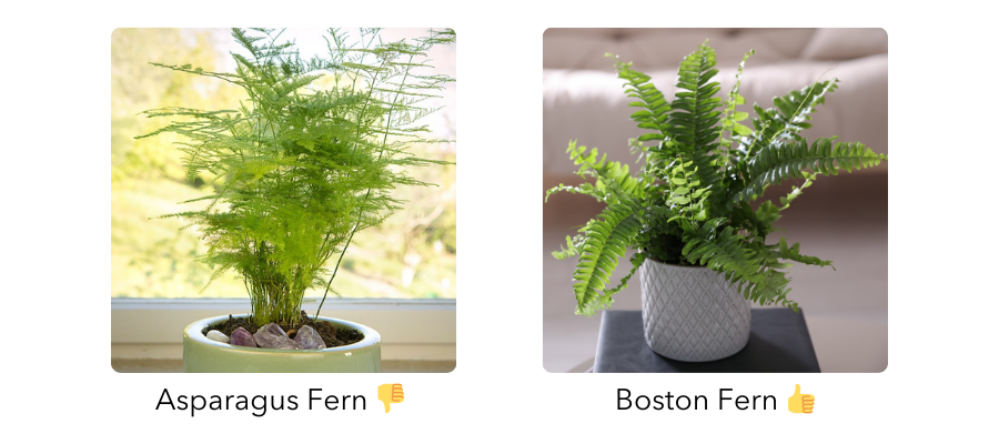 Comparison of Asparagus Fern and Boston Fern