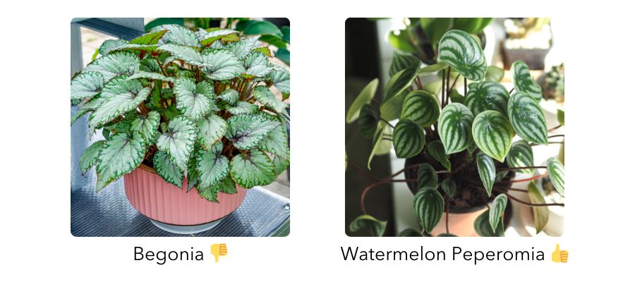 Comparison of Begonia and Peperomia