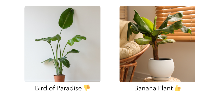 Comparison of Bird of Paradise and Banana Plant