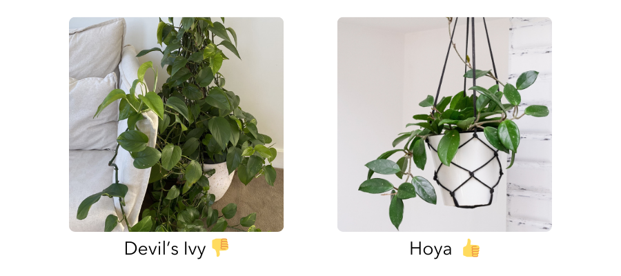 Comparison of Devils Ivy and Hoya