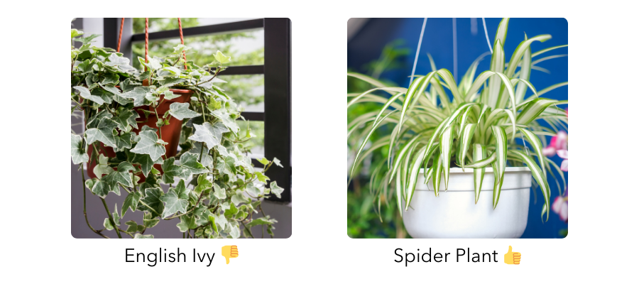 Comparison of English Ivy and Spider Plant