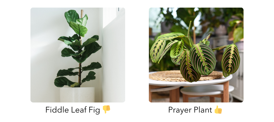 Comparison of Fiddle Leaf Fig and Prayer Plant