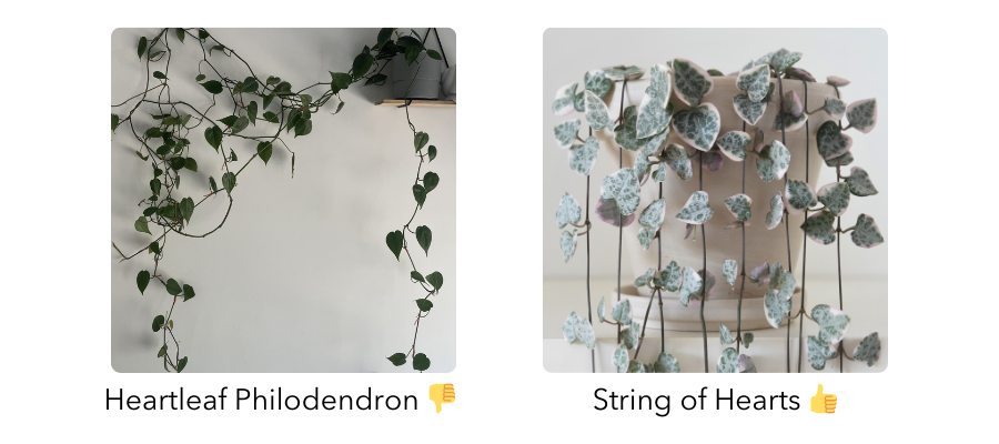 Comparison of Heartleaf Philodendron and String of Hearts