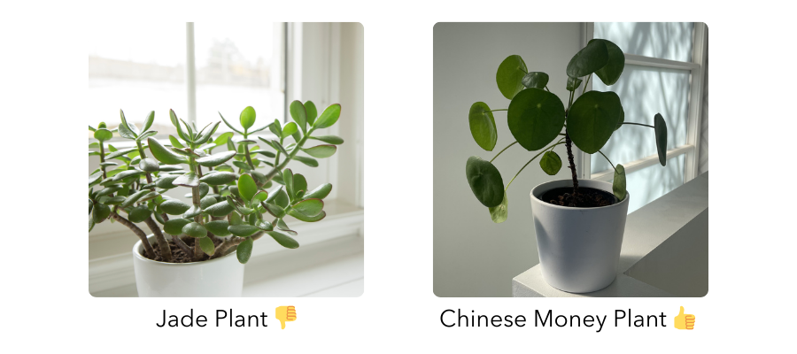 Comparison of Jade and Chinese Money Plant