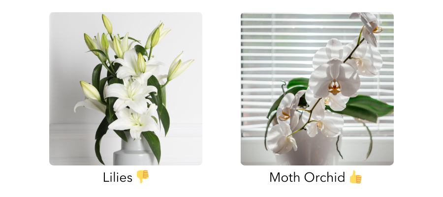 Comparison of Lilies and Moth Orchid