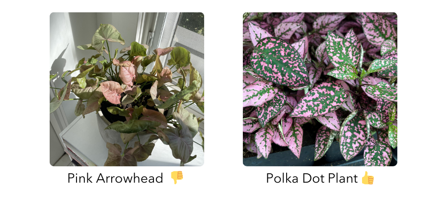 Comparison of Arrowhead and Polka Dot