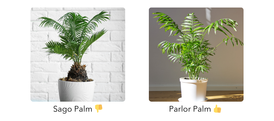 Comparison of Palms