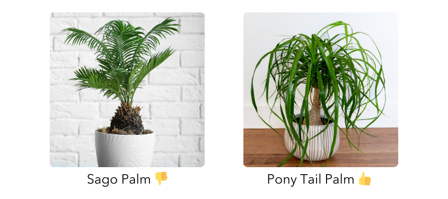 Comparison of Sago Palm and Ponytail Palm