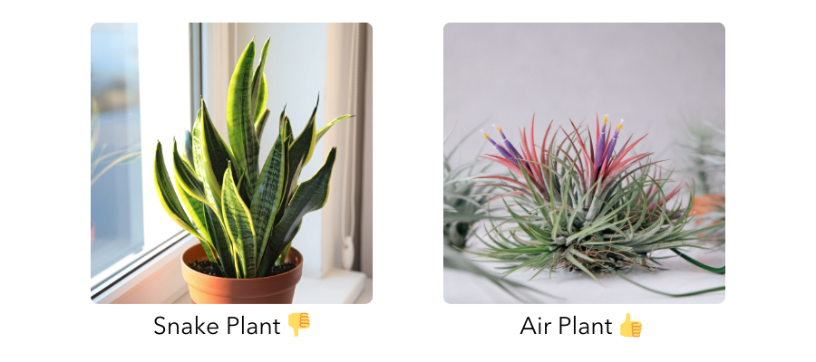 Comparison of Snake and Air Plant