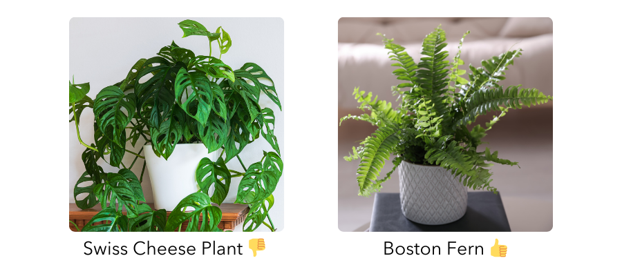 Comparison of Swiss Cheese and Boston Fern