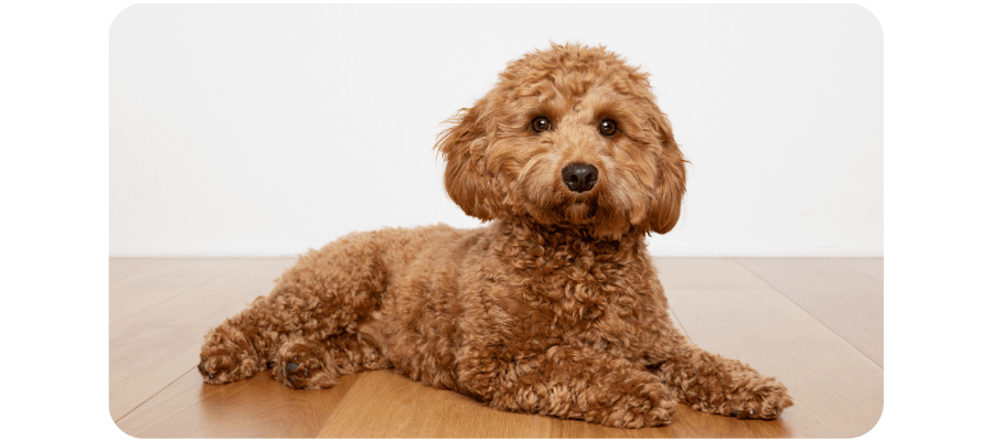 Cavoodle