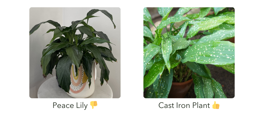 Comparison of Peace Lily and Cast Iron Plant