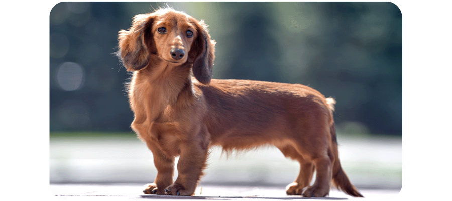 Dachshund