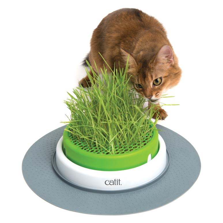 https://cdn.shopify.com/s/files/1/0093/8059/3743/products/catit-senses-20-grass-planter-710055.jpg?v=1678101731