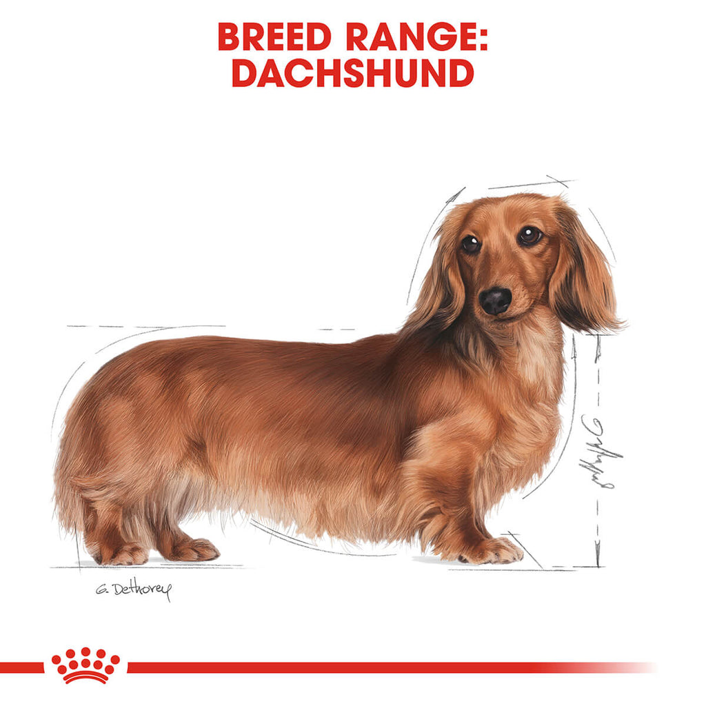 royal canin breed dachshund