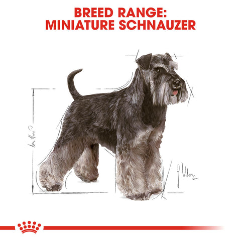 when does a standard schnauzer mature