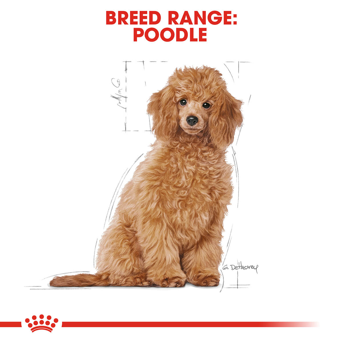 Royal canin poodle puppy dry deals dog food