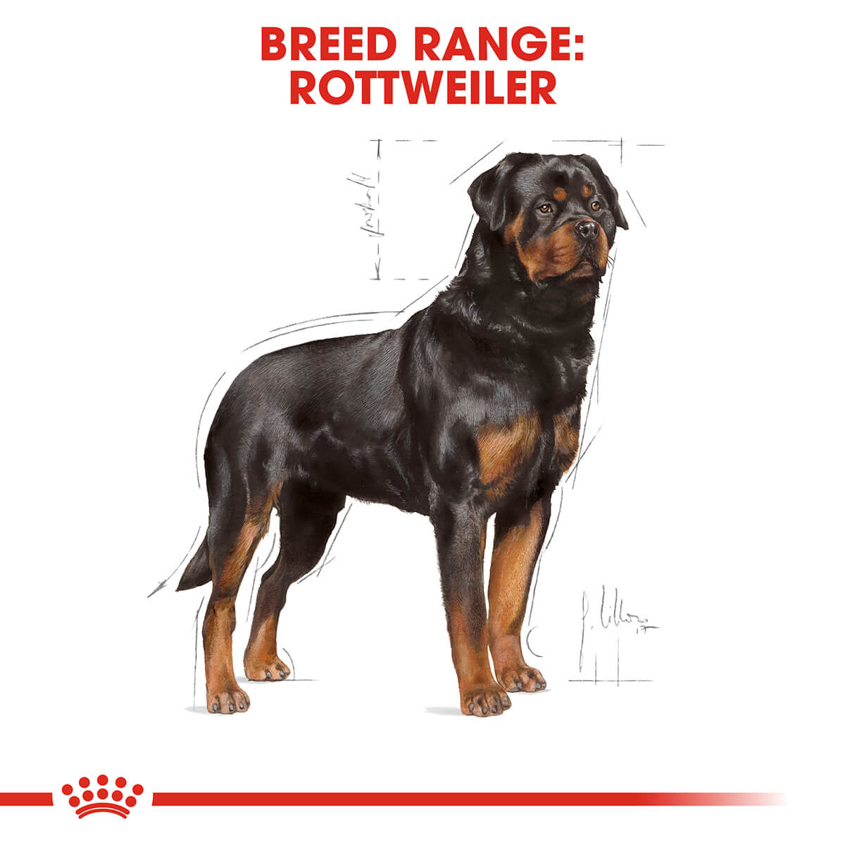 Royal Canin Rottweiler Adult Dry Dog Food | PetPost Australia