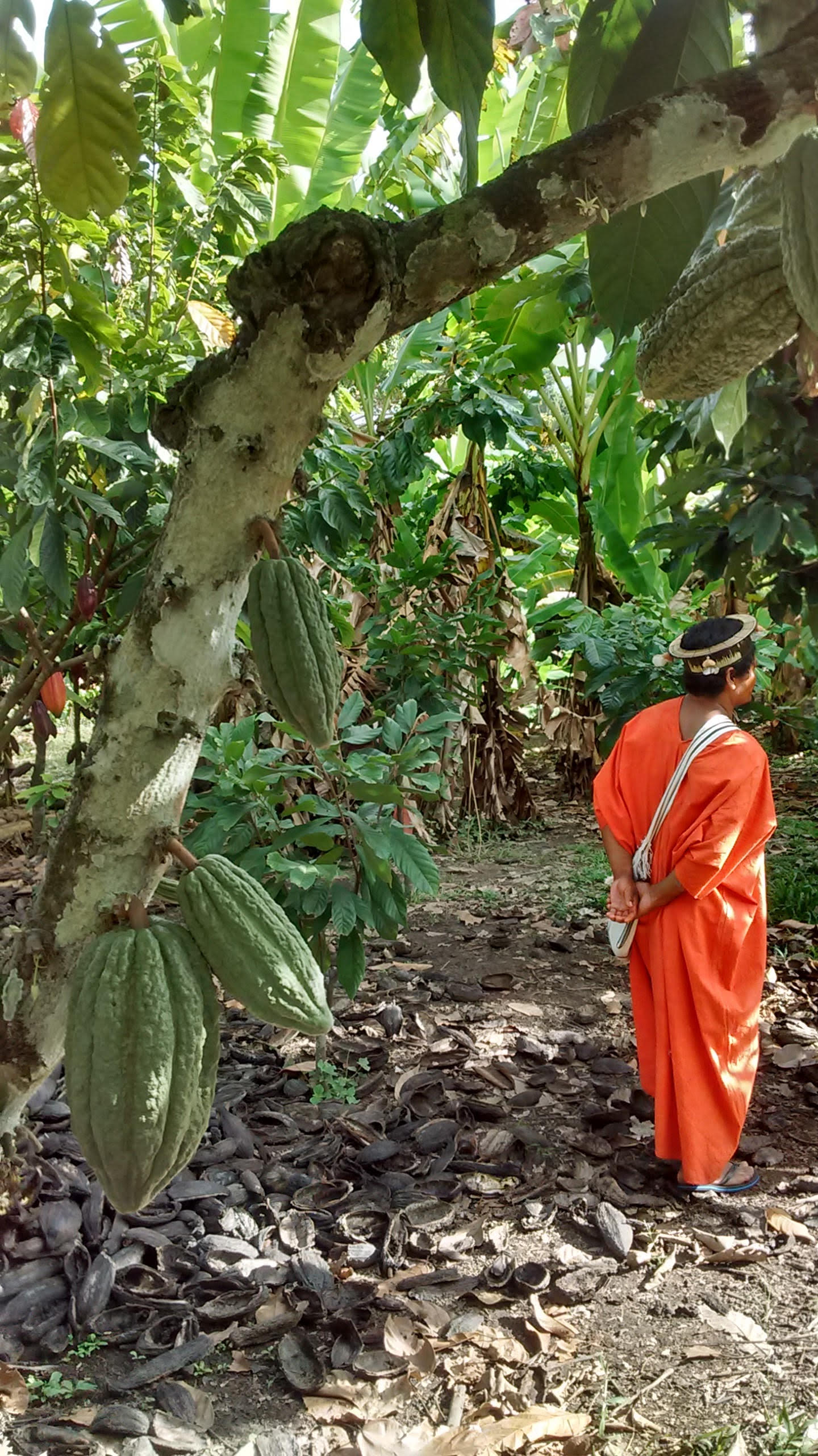 pangoa cacao worker, pangoa chocolate worker