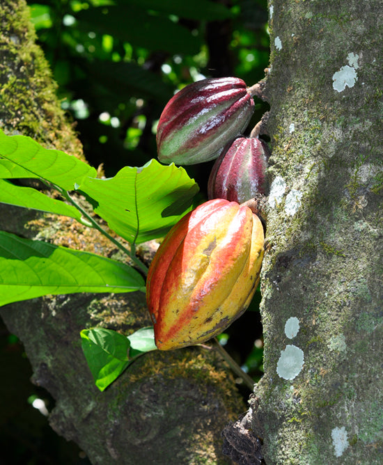 cocoa growing as the beginning of bean to bar process