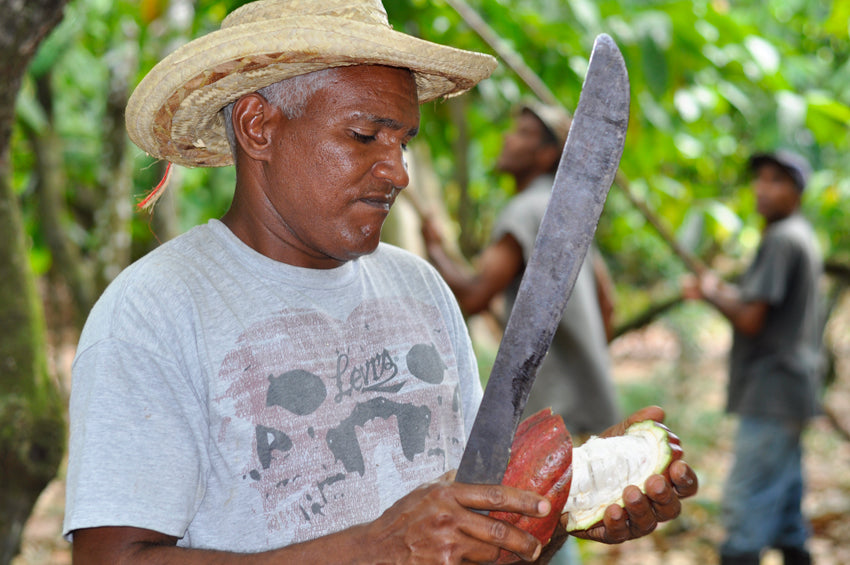 bean to bar process worker cutting cocoa