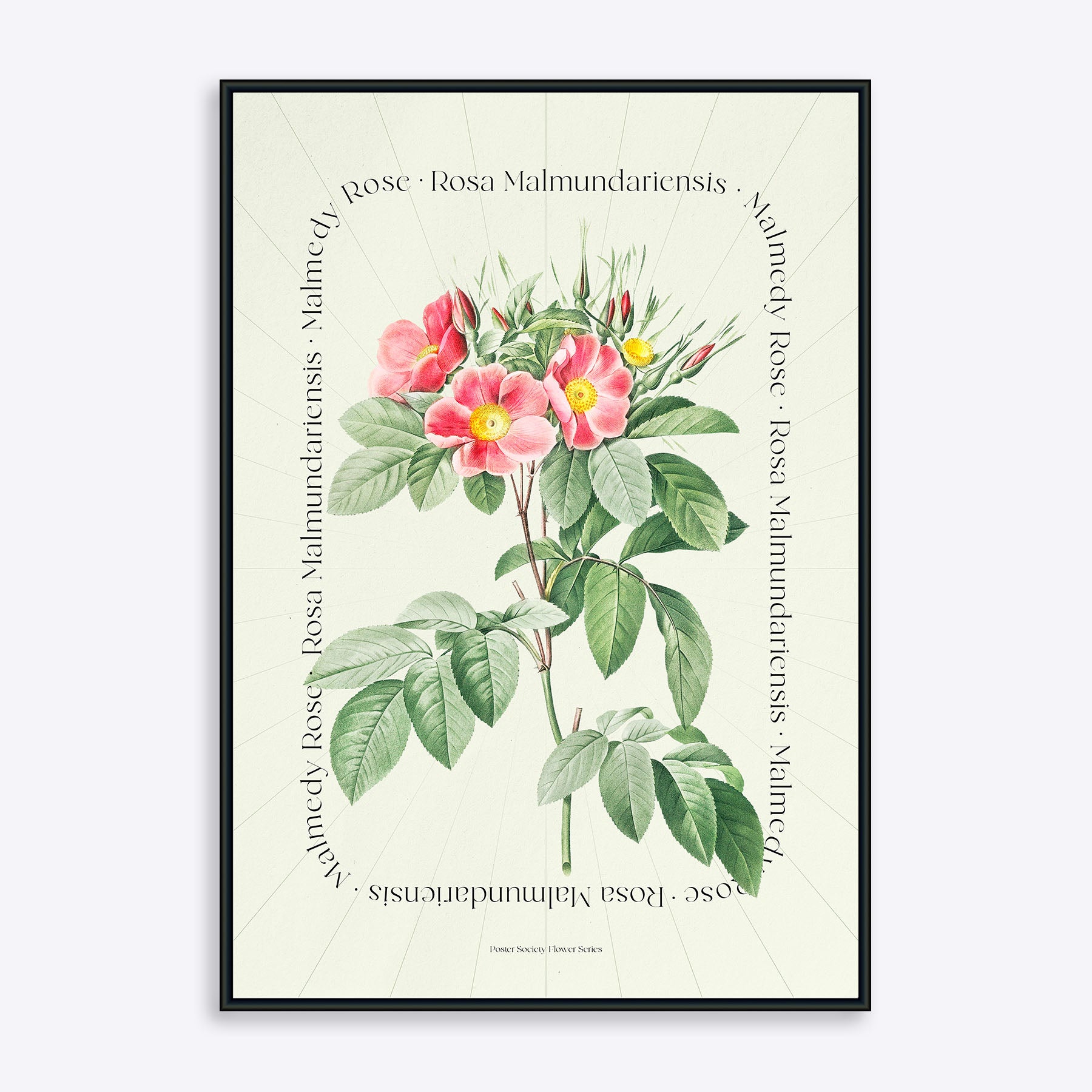 Se Flower Series - Malmedy Rose - 21x30 cm hos Poster Society