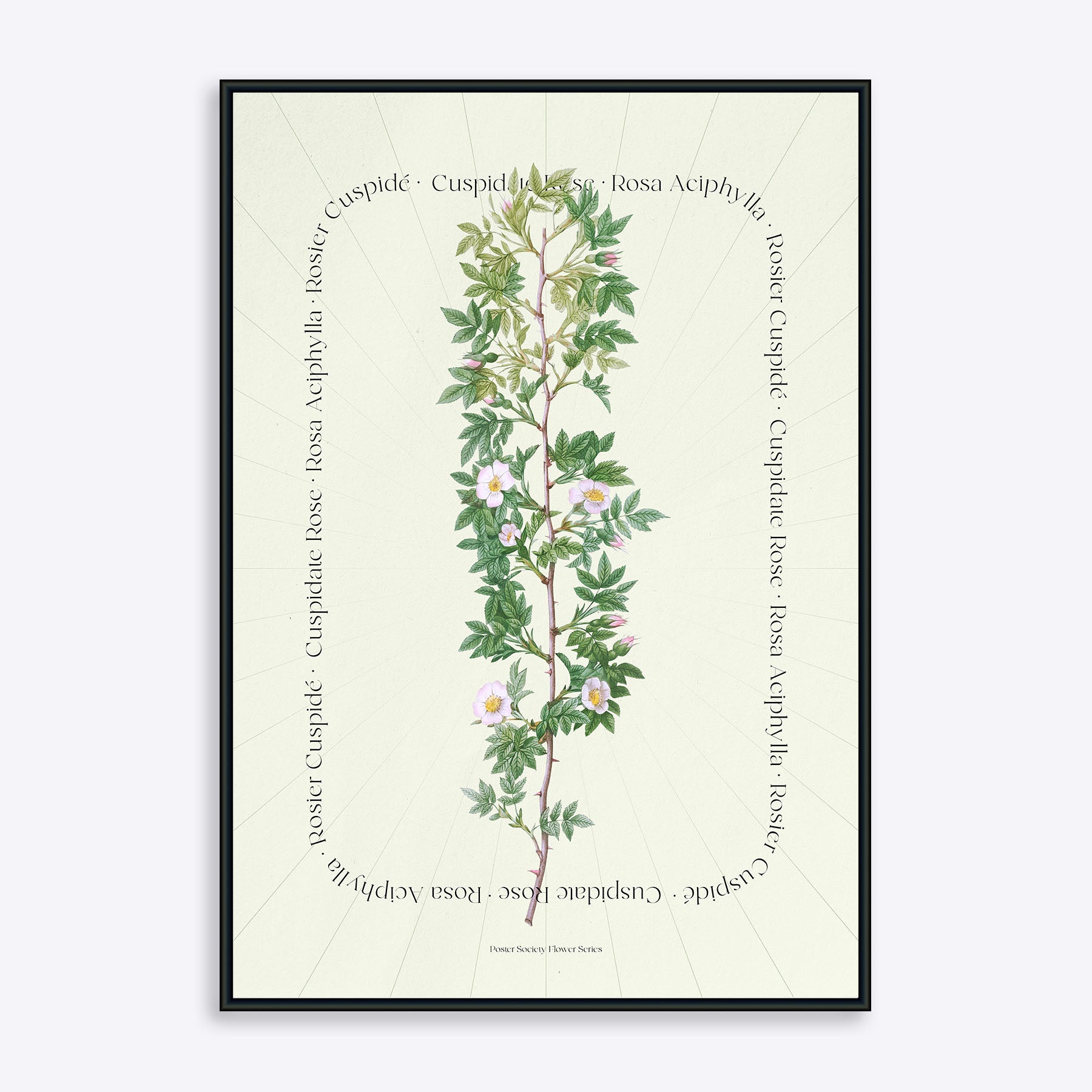 Se Flower Series - Rosa Aciphylla - 21x30 cm hos Poster Society