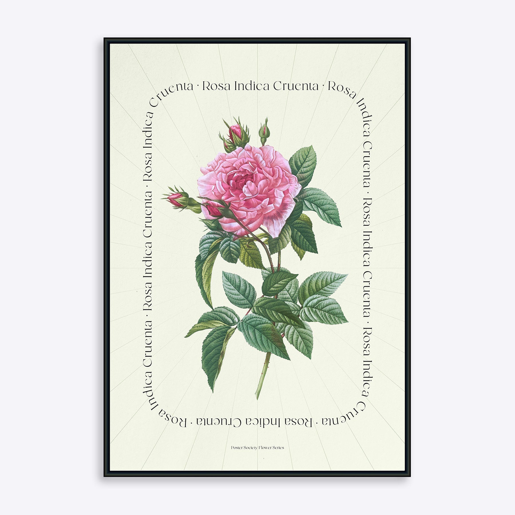 Se Flower Series - Rosa Indica Cruenta - 30x40 cm hos Poster Society