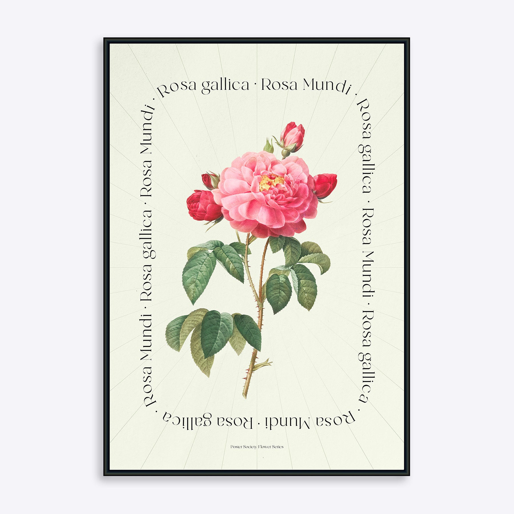 Billede af Flower Series - Rosa Mundi Rosa Gallica - 21x30 cm