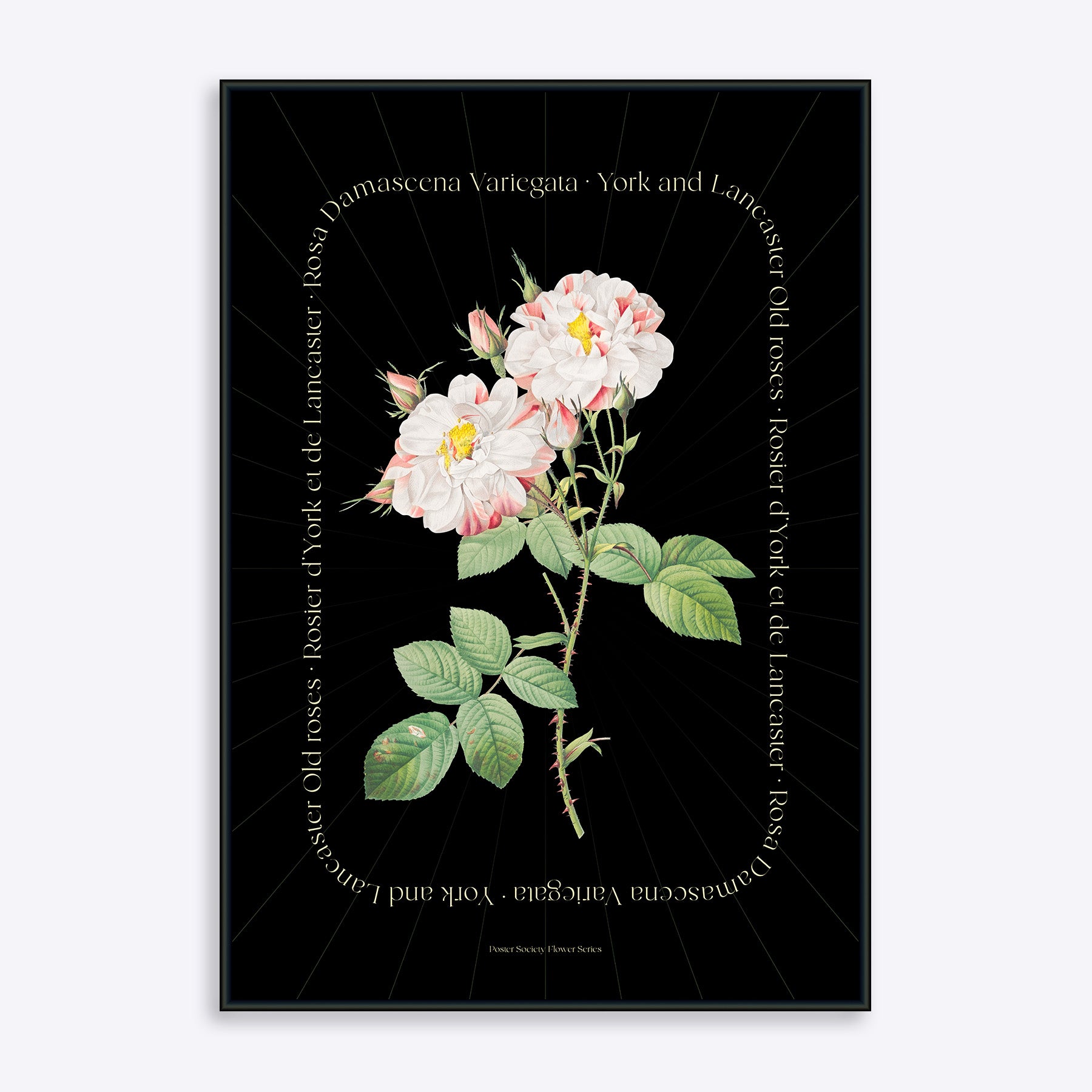 Se Flower Series - York and Lancaster Rose BLACK EDITION - 50x70 cm hos Poster Society