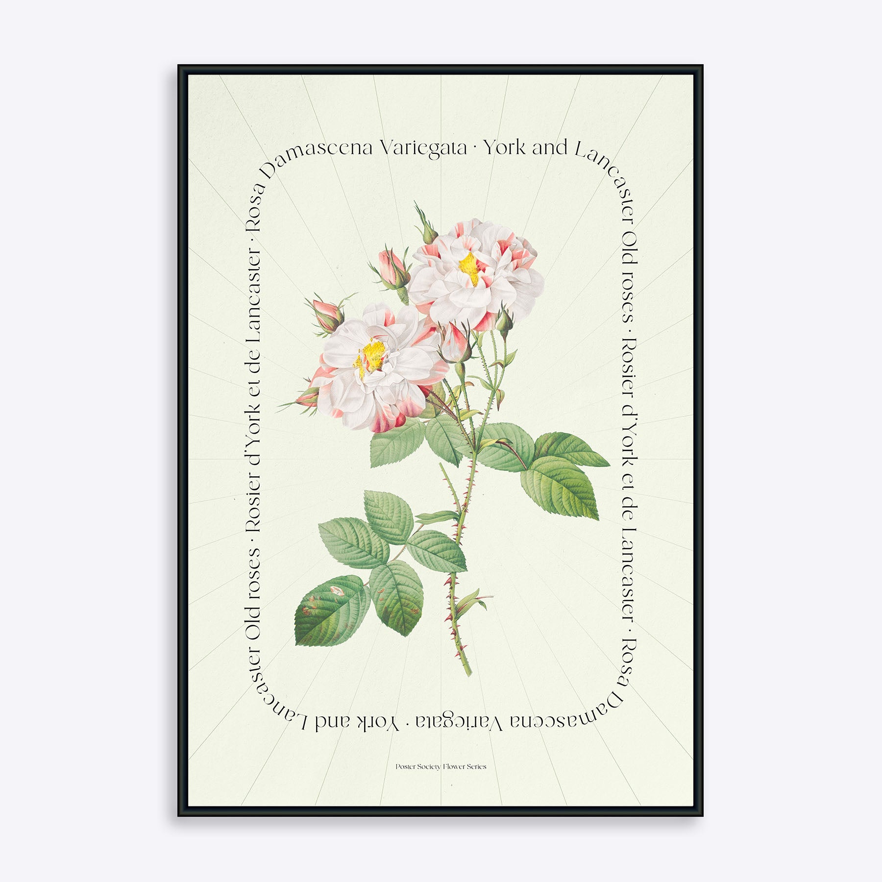 Se Flower Series - York and Lancaster Rose - 21x30 cm hos Poster Society