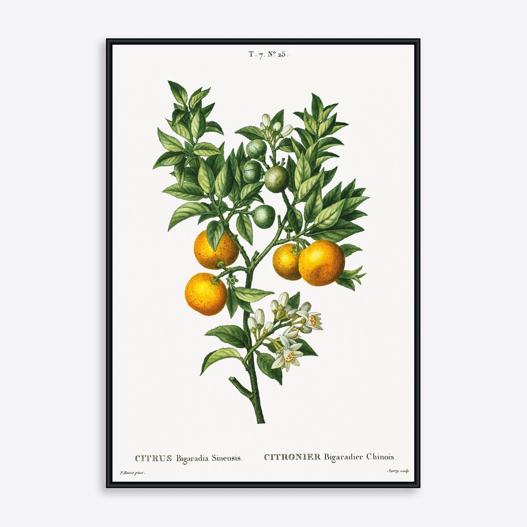 Billede af Citrus Bigaradia Sinensis - 21x30 cm