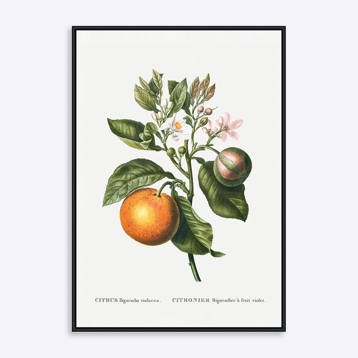 Se Citrus Bigaradia Violacea - 70x100 cm hos Poster Society