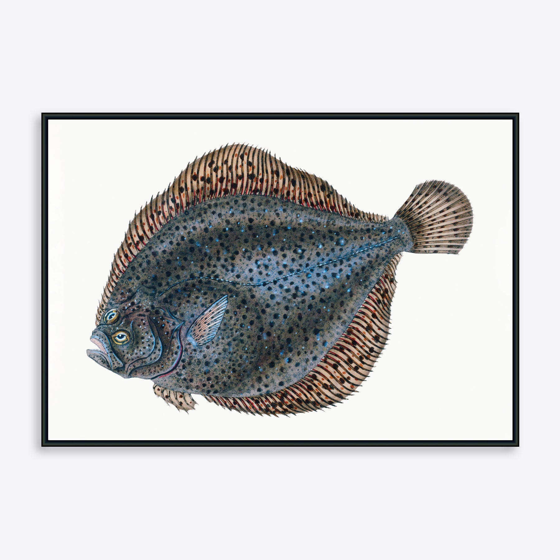 Billede af Flatfish - 21x30 cm