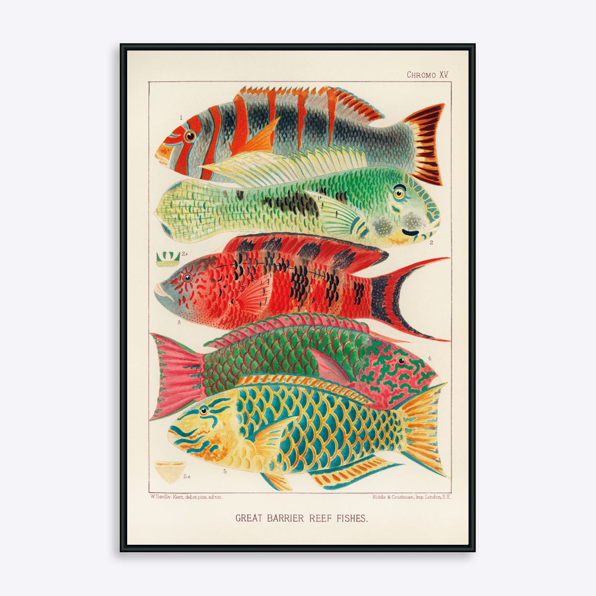 Se Great Barrier Reef Fishes - 30x40 cm hos Poster Society