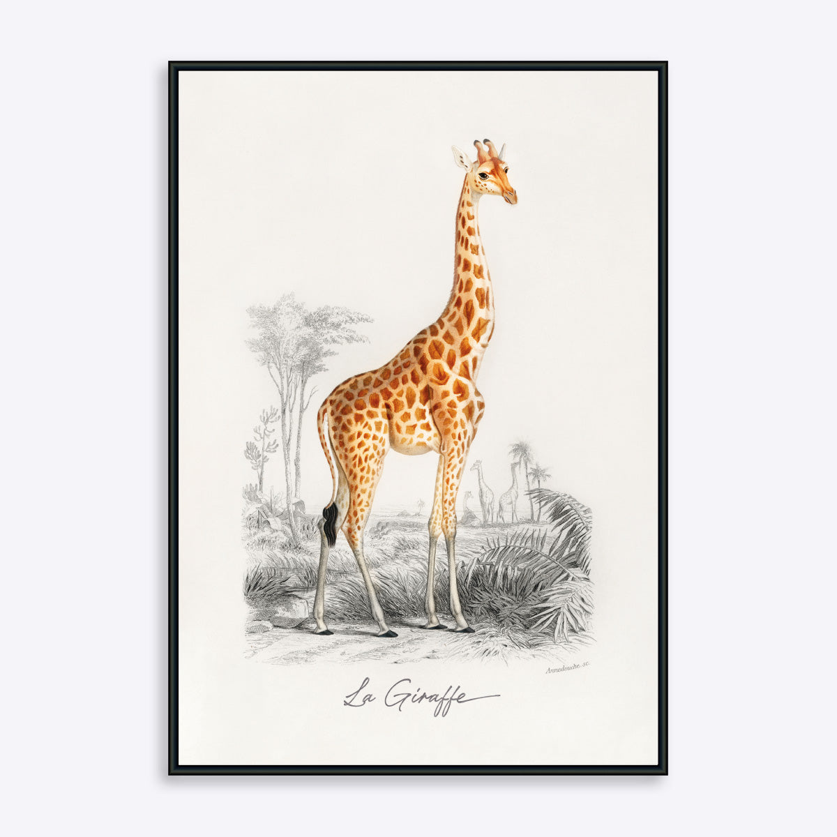 Se La Giraffe - 30x40 cm hos Poster Society