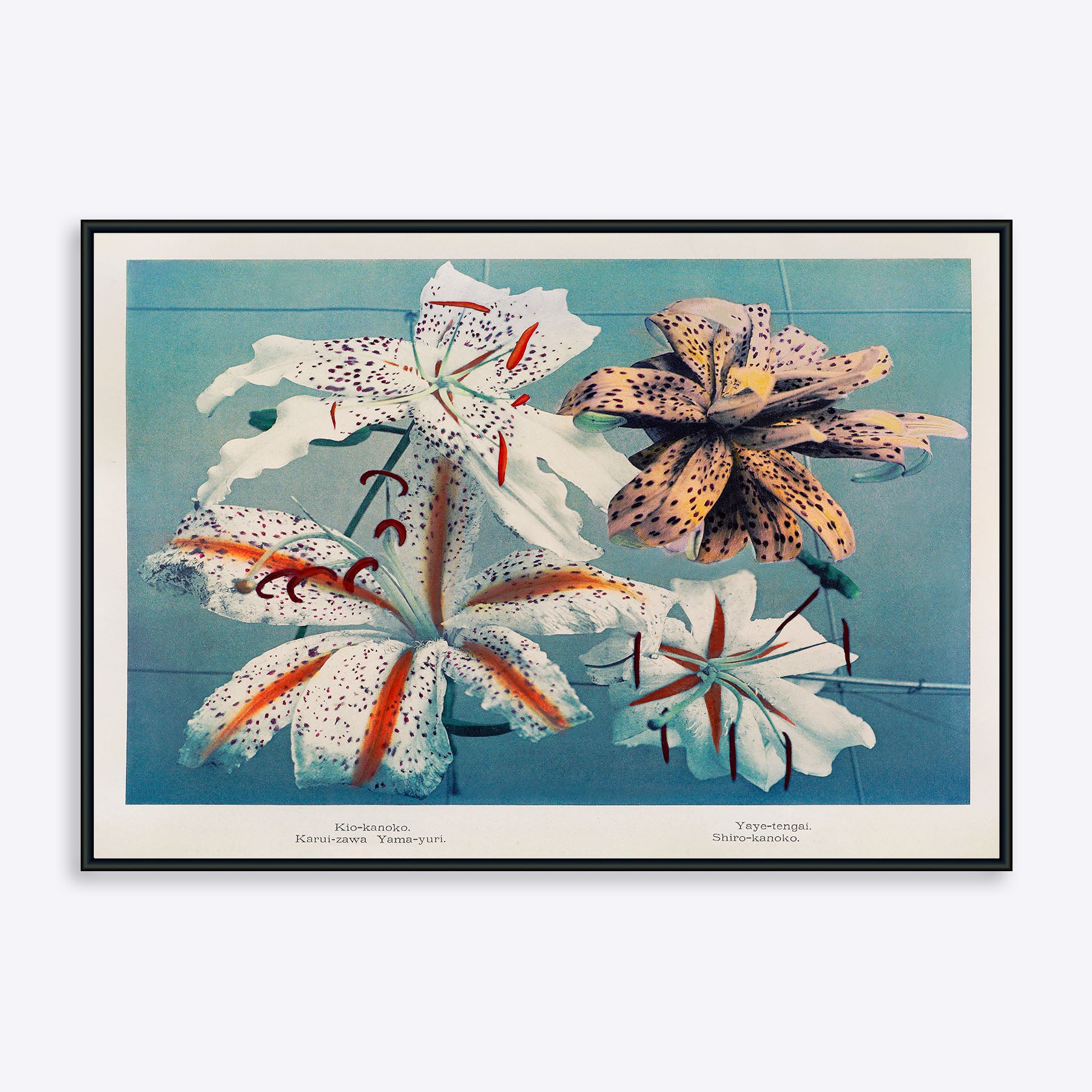 Se Lilies of Japan - 50x70 cm hos Poster Society