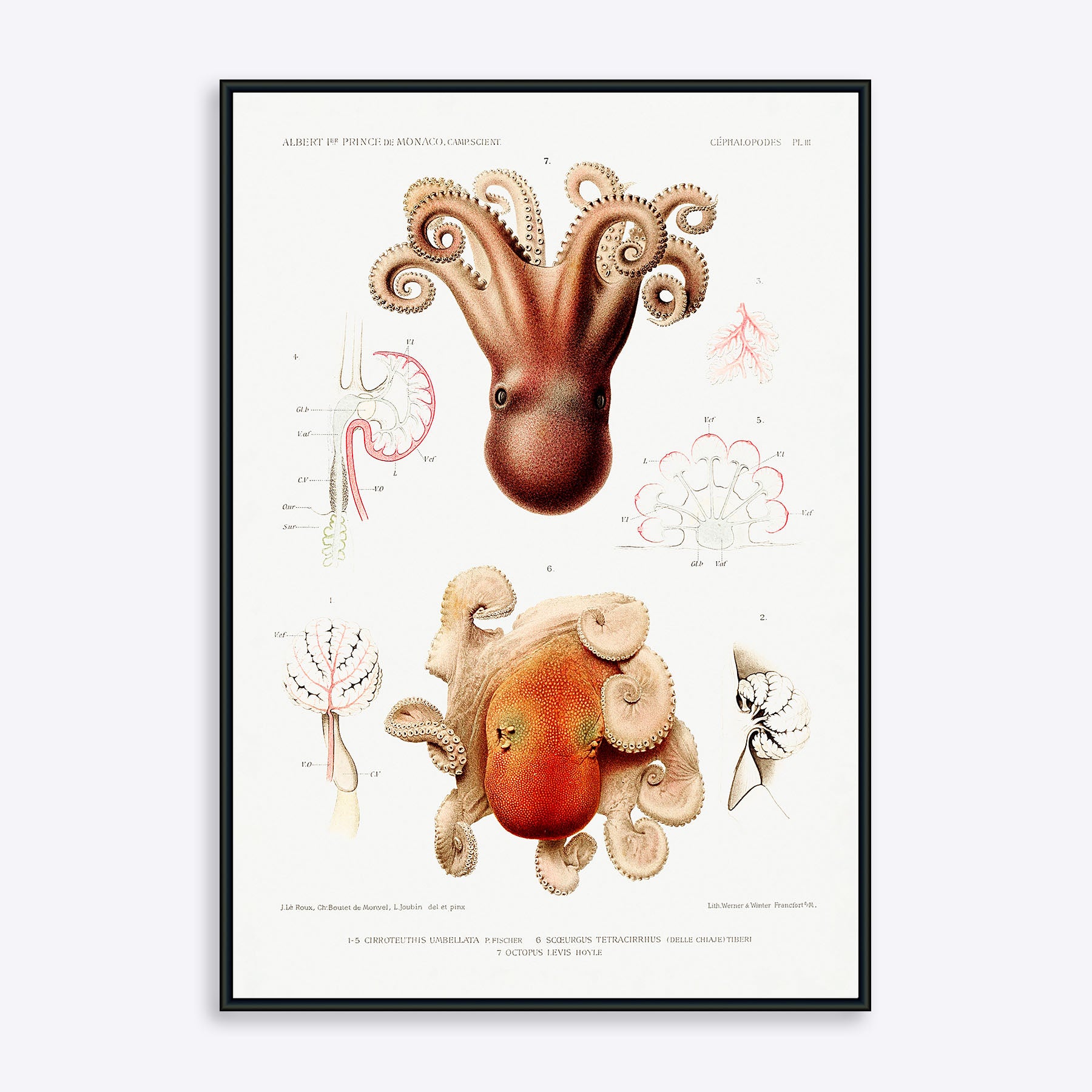 Se Octopuses - 30x40 cm hos Poster Society