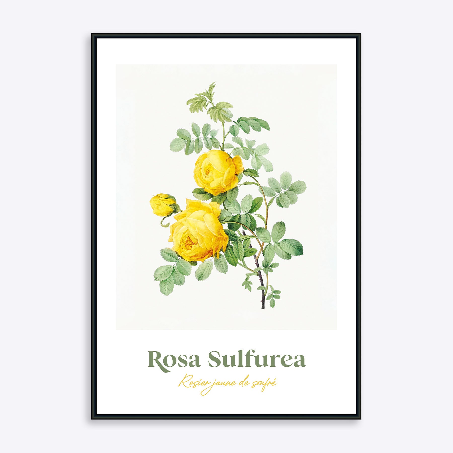 Se Rosa Sulfurea - 50x70 cm hos Poster Society