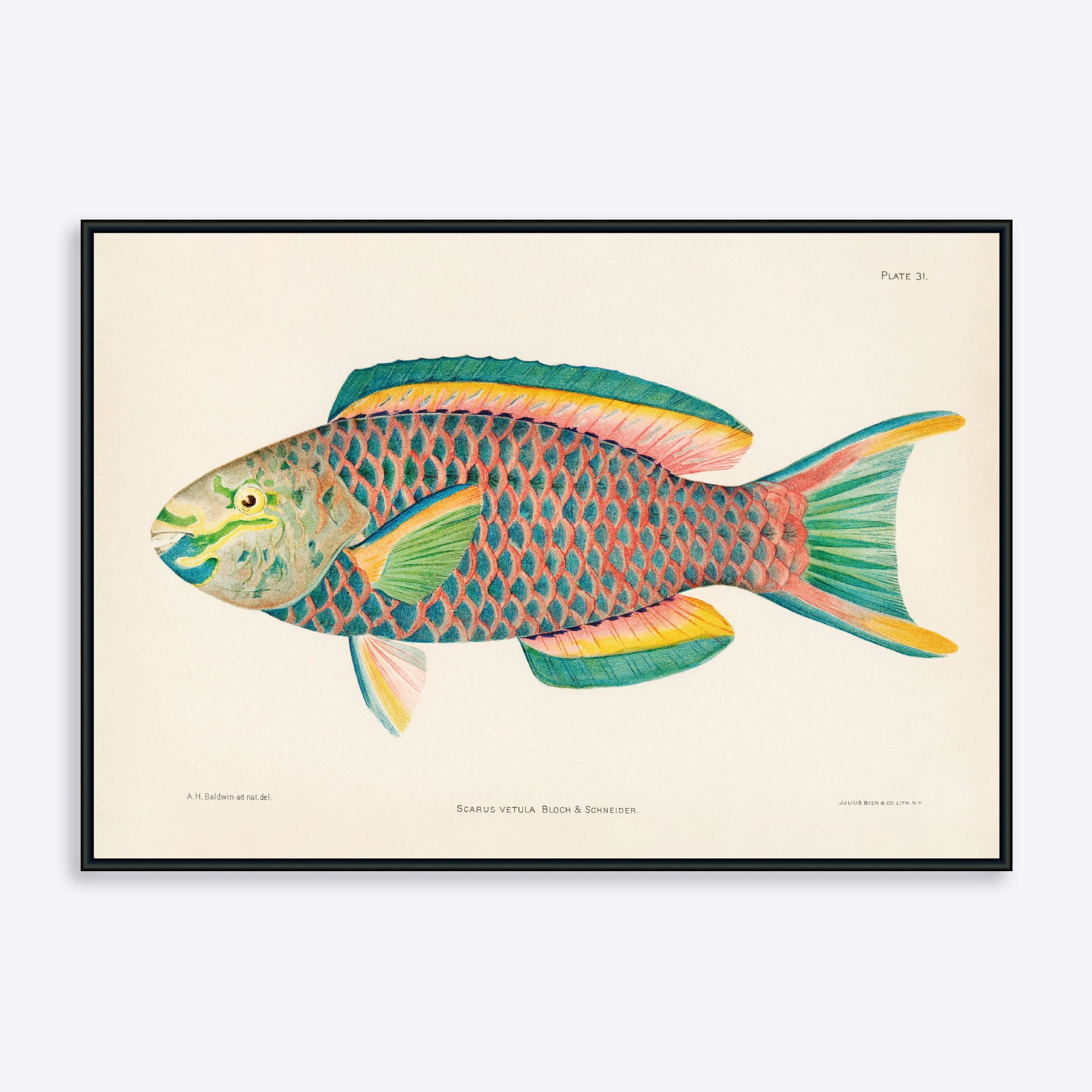 Se Scarus Vetula Papegøjefisk - 21x30 cm hos Poster Society