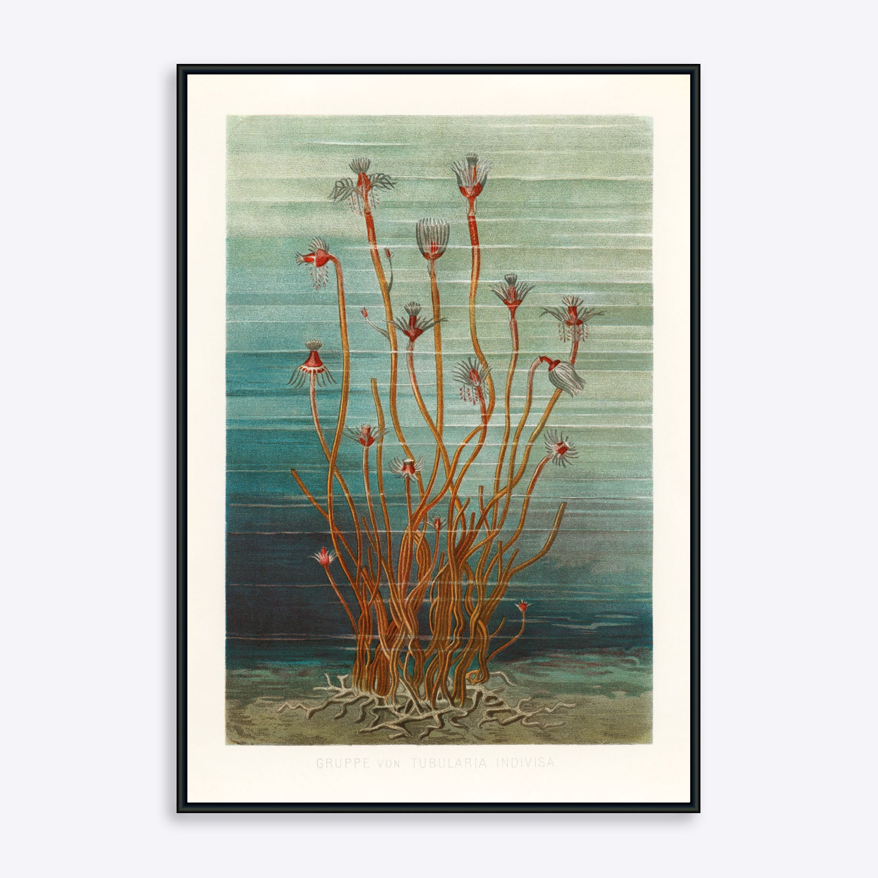 Se Sea Weeds - 50x70 cm hos Poster Society