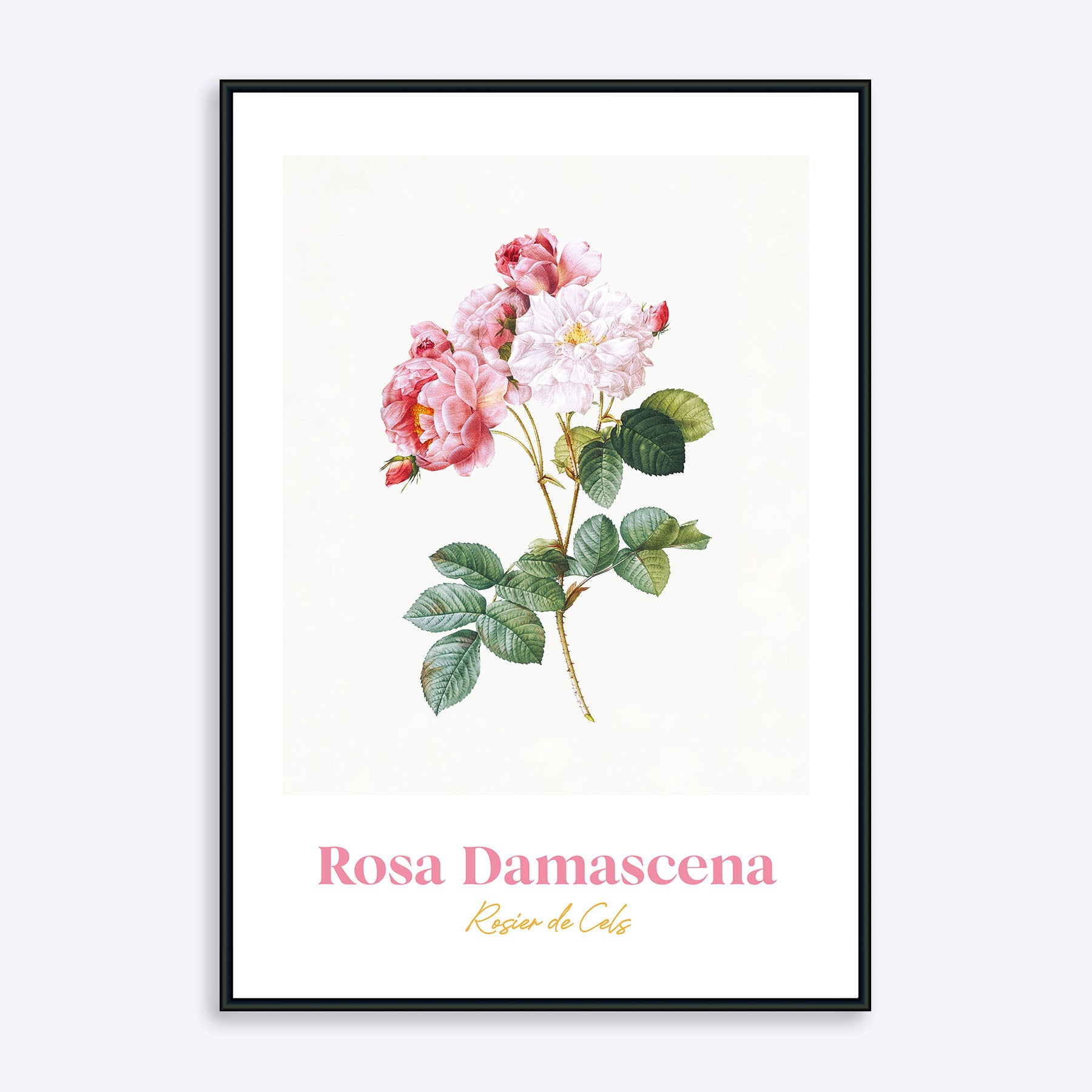 Se Rosa Damascena - 50x70 cm hos Poster Society