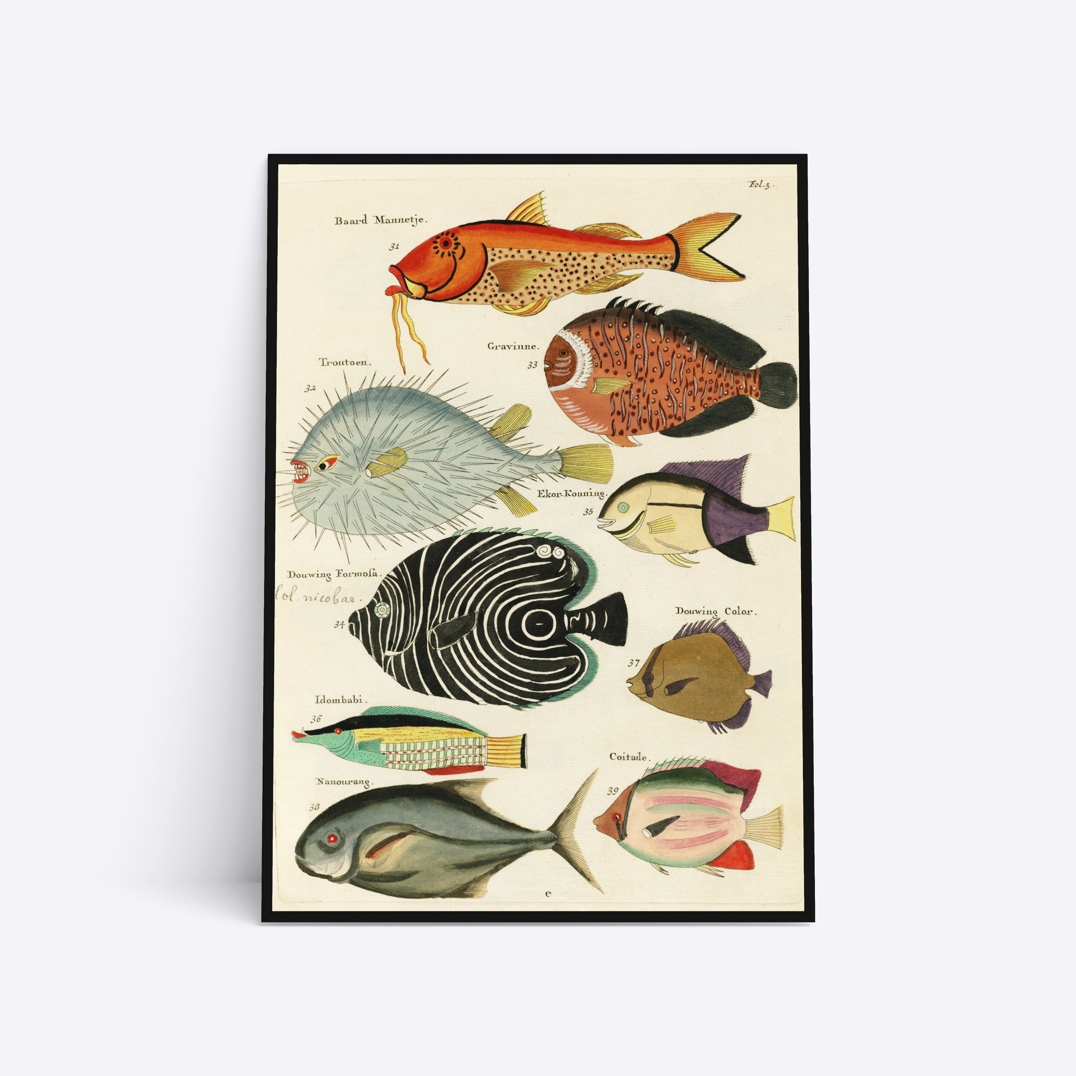 Se Know Your Fish - 30x40 cm hos Poster Society