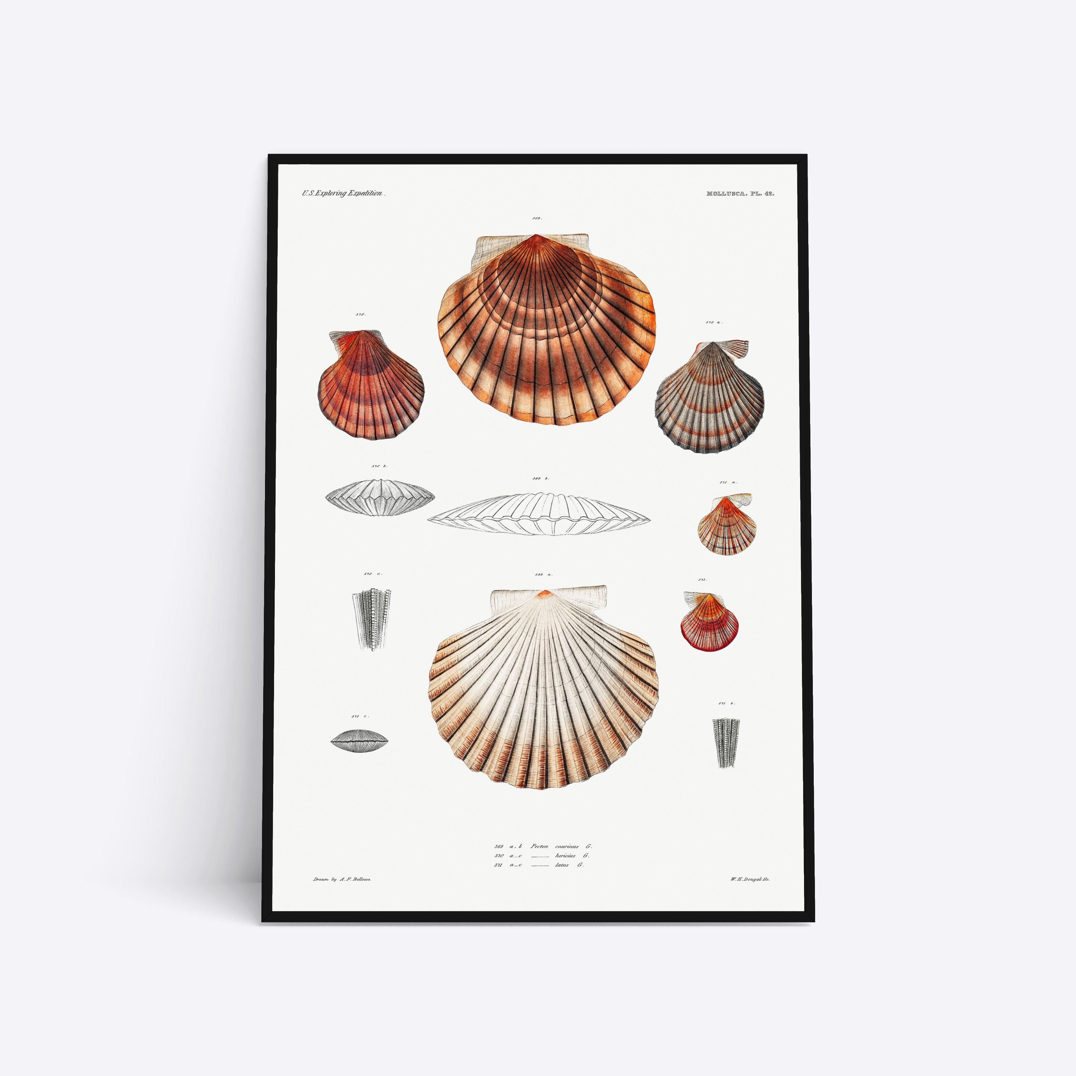 Se Mussels - 50x70 cm hos Poster Society